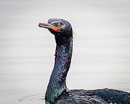 Pelagic Cormorant