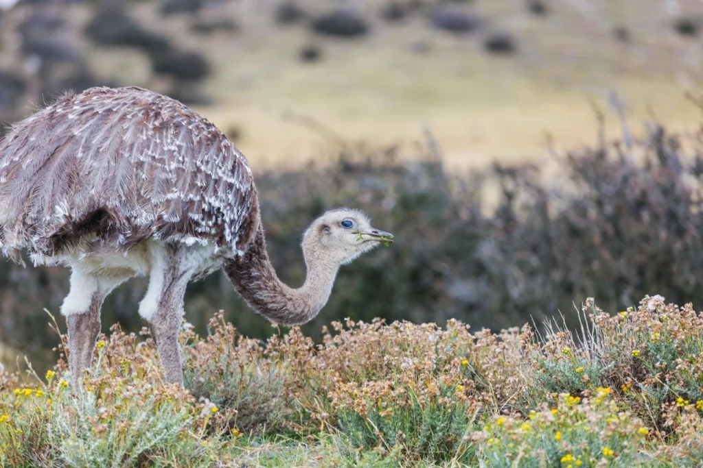 Birds Similar to Ostriches
