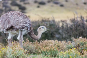Birds Similar to Ostriches
