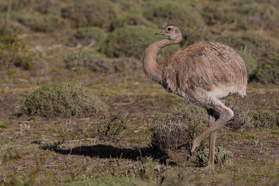 Darwin’s Rhea (Rhea pennata)