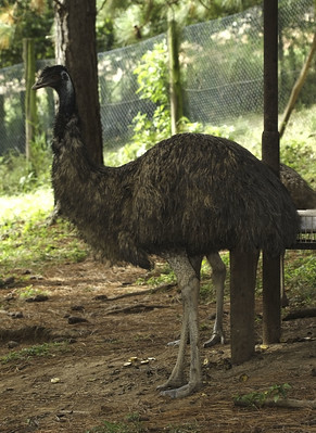 Emu (Dromaius novaehollandiae)