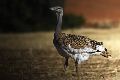 Great Bustard (Otis tarda) Great Bustard (Otis tarda)