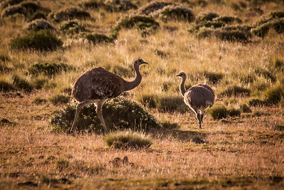 Greater Rhea (Rhea americana)