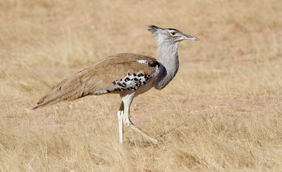 Kori Bustard (Ardeotis kori)