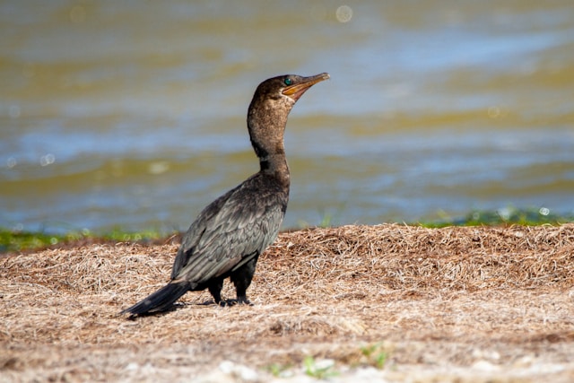 Neotropic Cormorant