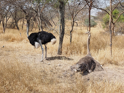 Somali Ostrich (Struthio molybdophanes)