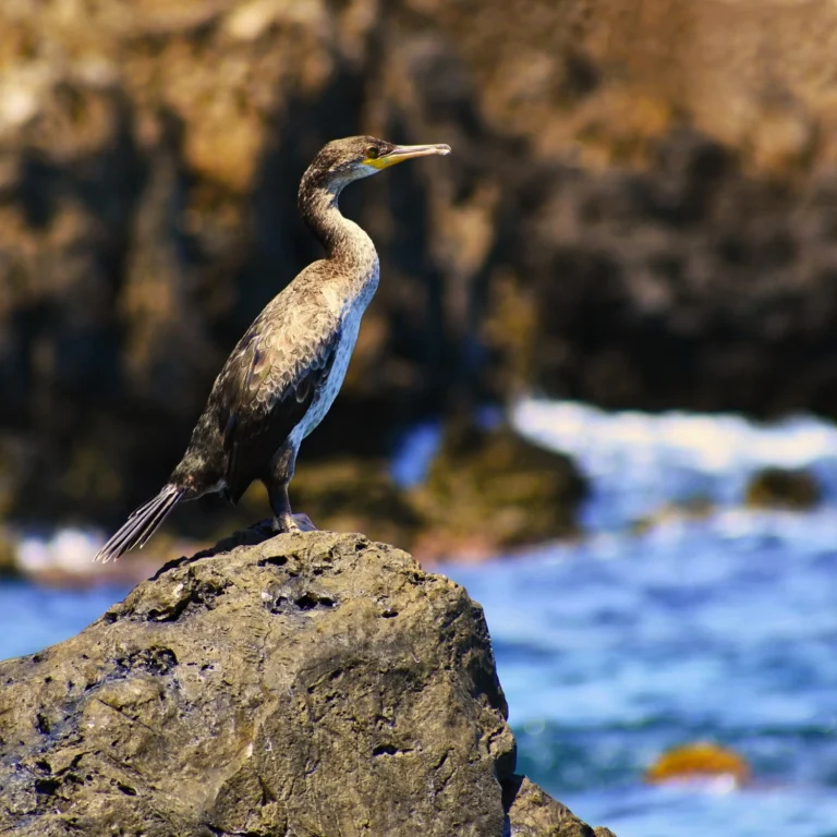 Types of Cormorants: A Birdwatcher’s Guide to Nature’s Aquatic Aces