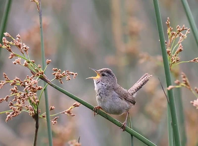 Marsh Wren