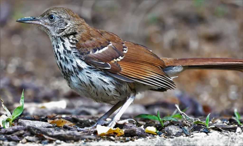 Brown Thrasher