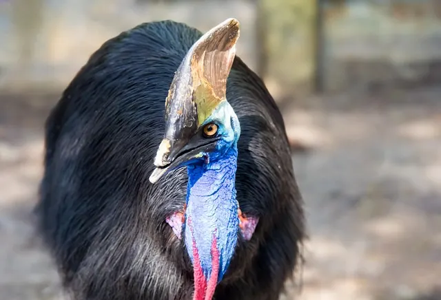 Southern Cassowary (Casuarius casuarius)