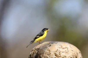 Yellow and black birds in California