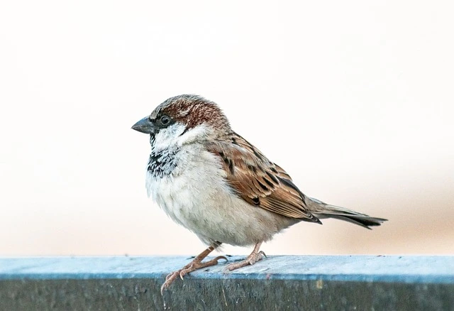 Field Sparrow male