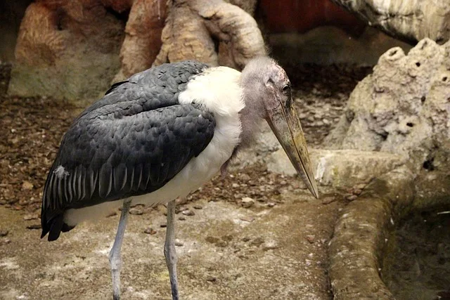 Marabou Stork (Leptoptilos crumenifer)