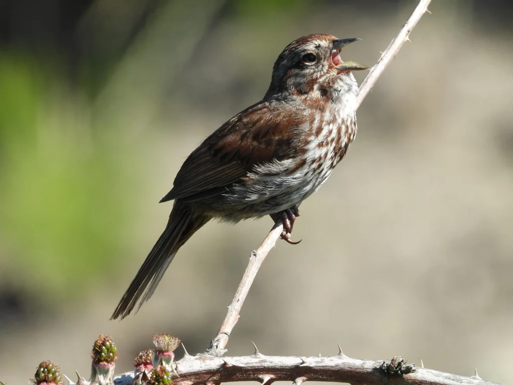 Song Sparrow