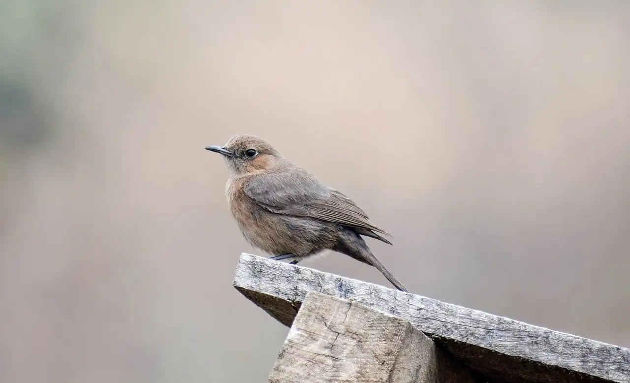 commonly found small Brown birds in Florida