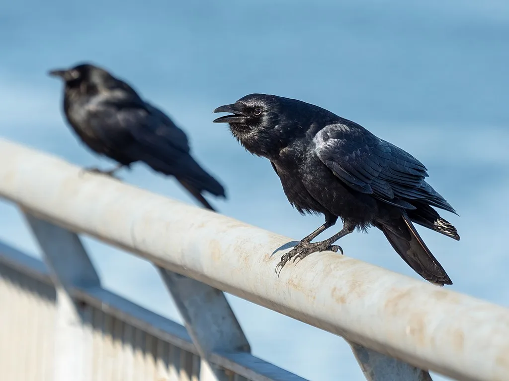 Fish Crow Fish Crow