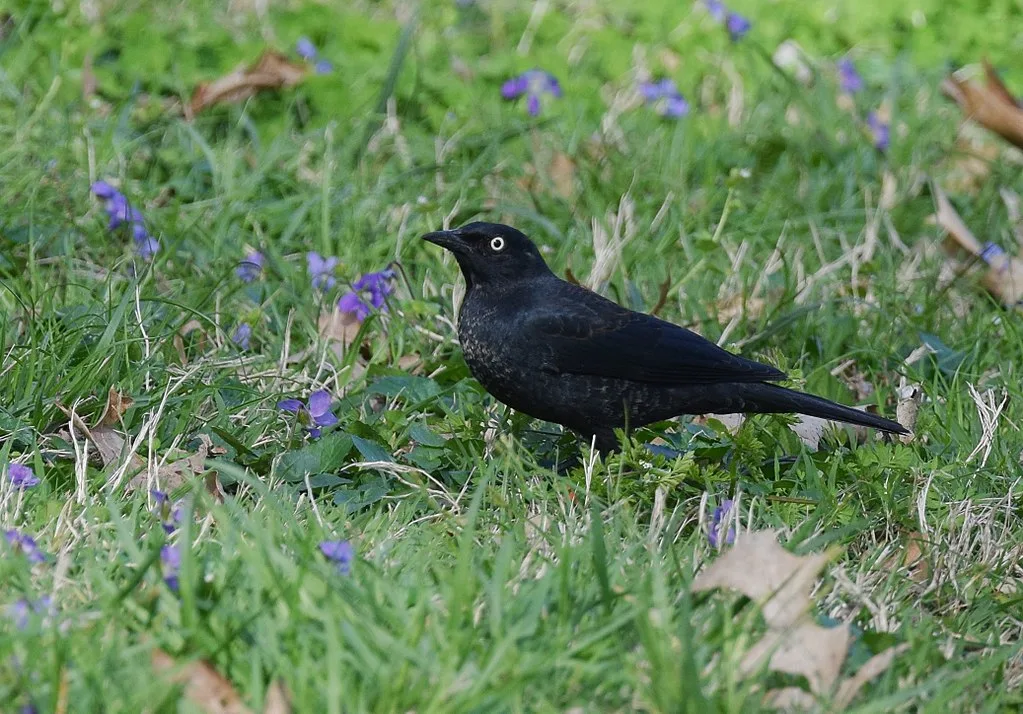 Rusty Blackbird Rusty Blackbird