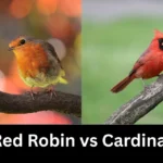 Red Robin vs Cardinal