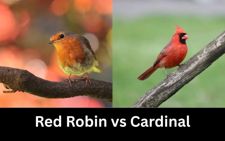 Red Robin vs Cardinal: Key Differences