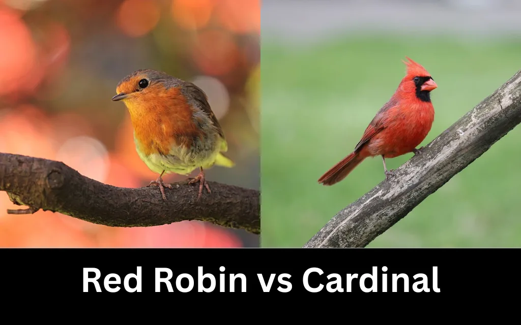 Red Robin vs Cardinal