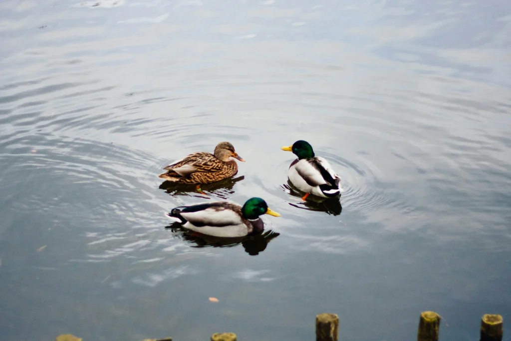 Ducks in Texas