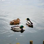 Ducks in Texas