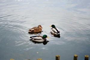 Ducks in Texas