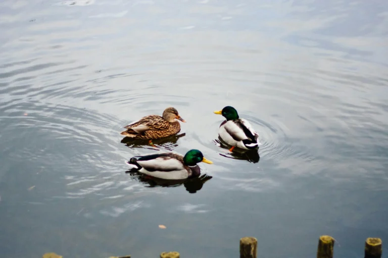 20 Types of Ducks in Texas (Plus Duck-Like Species Found in Wetlands)