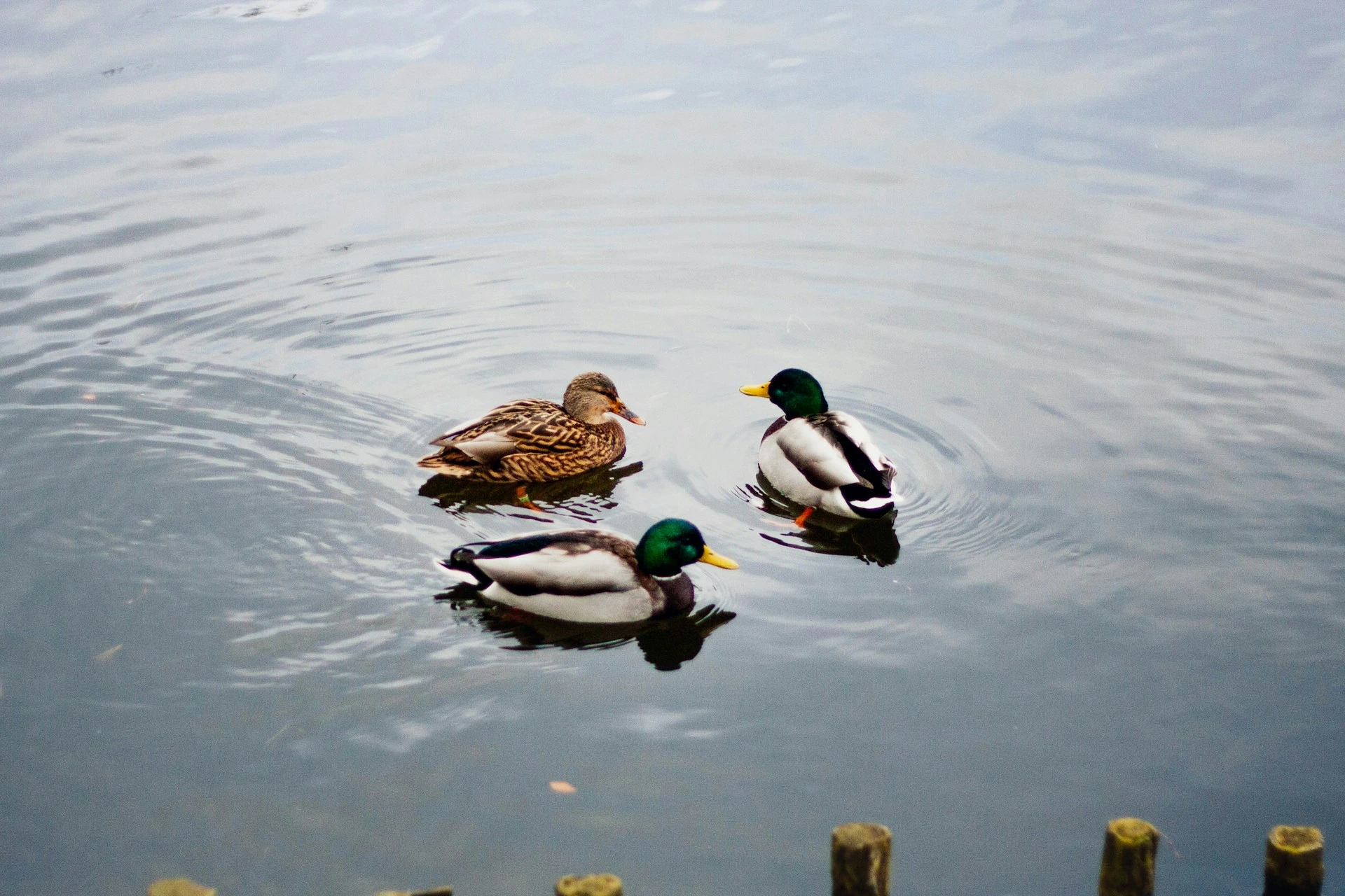 Ducks in Texas