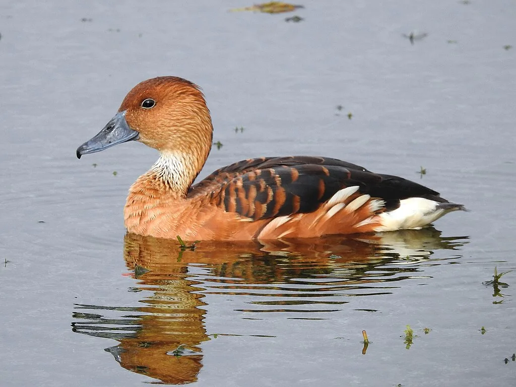 Fulvous Whistling-Duck