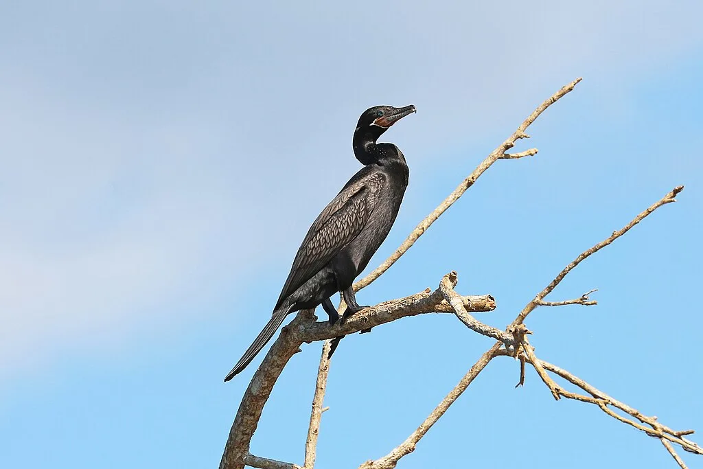 Neotropic Cormorant