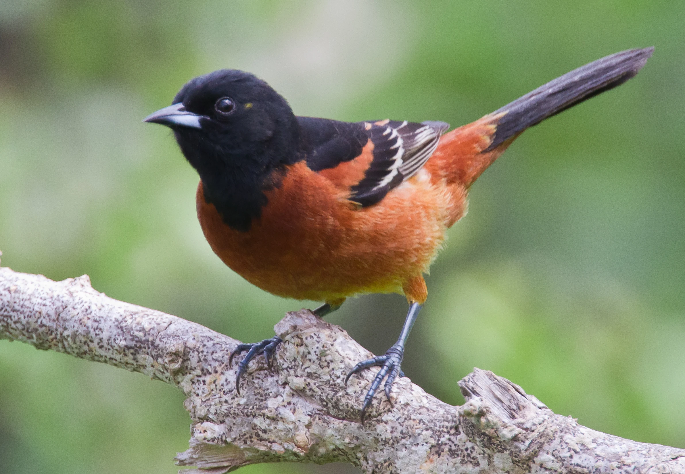 Orchard Oriole Orchard Oriole