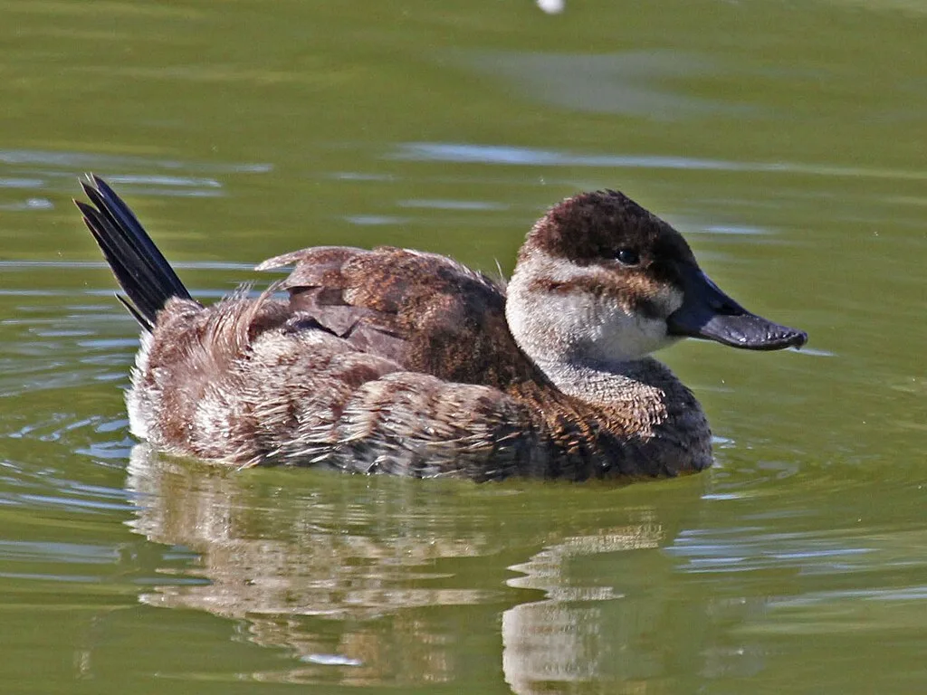 Ruddy Duck