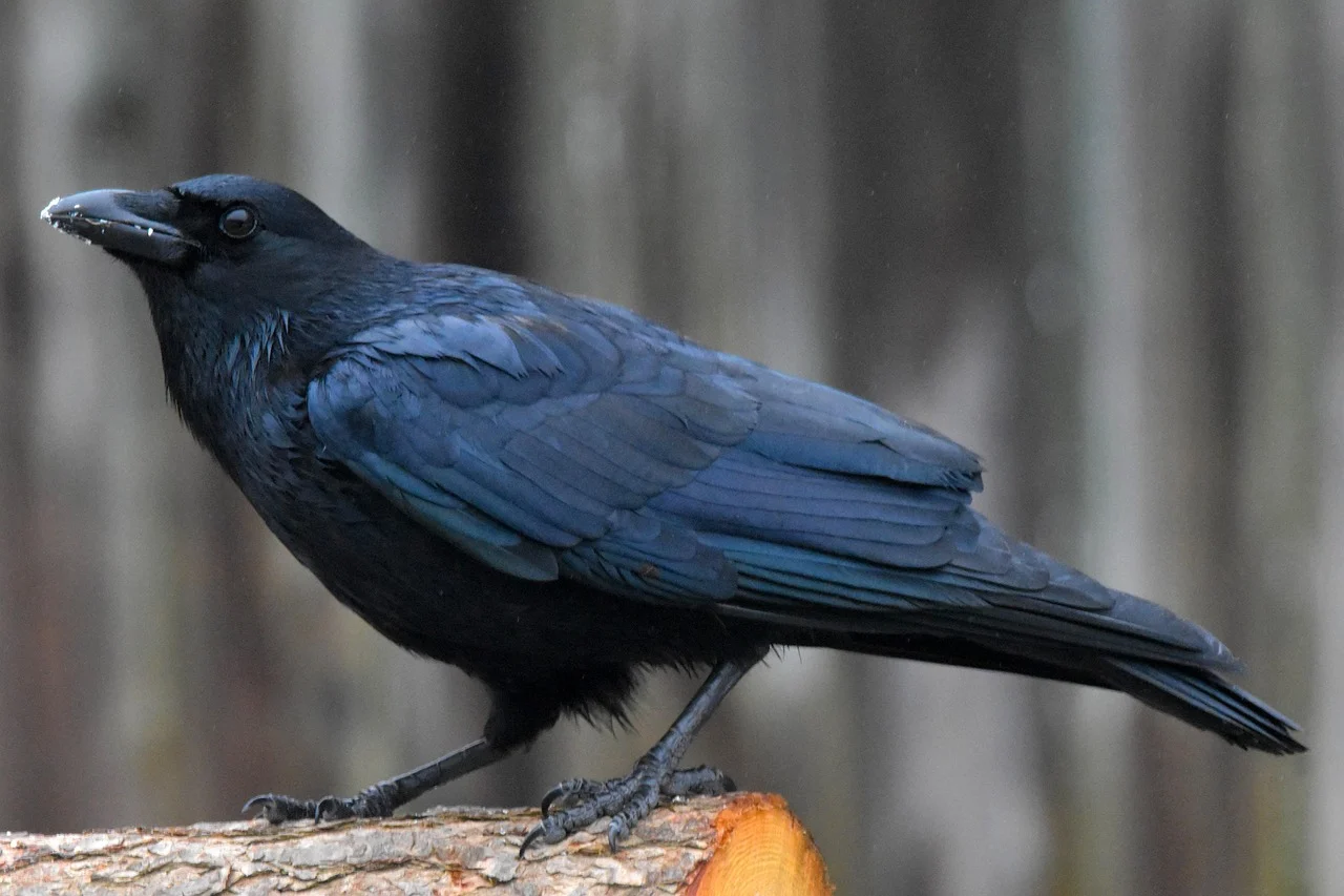 American Crow American Crow