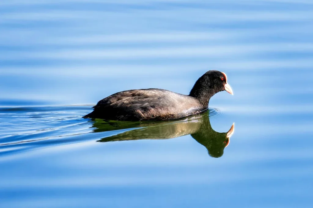 American Coot