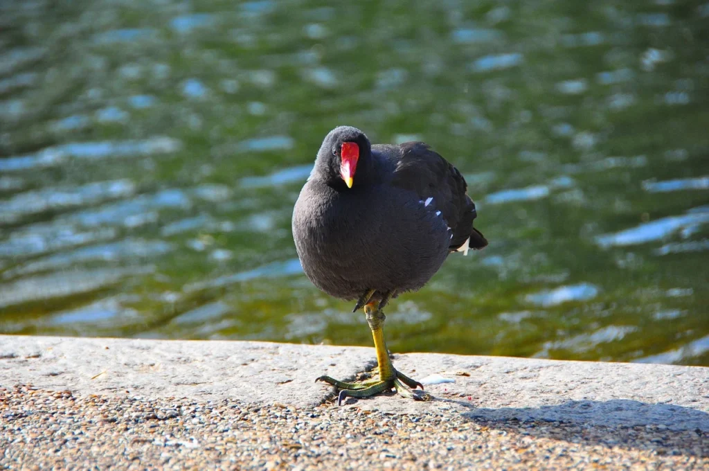 Common Gallinule