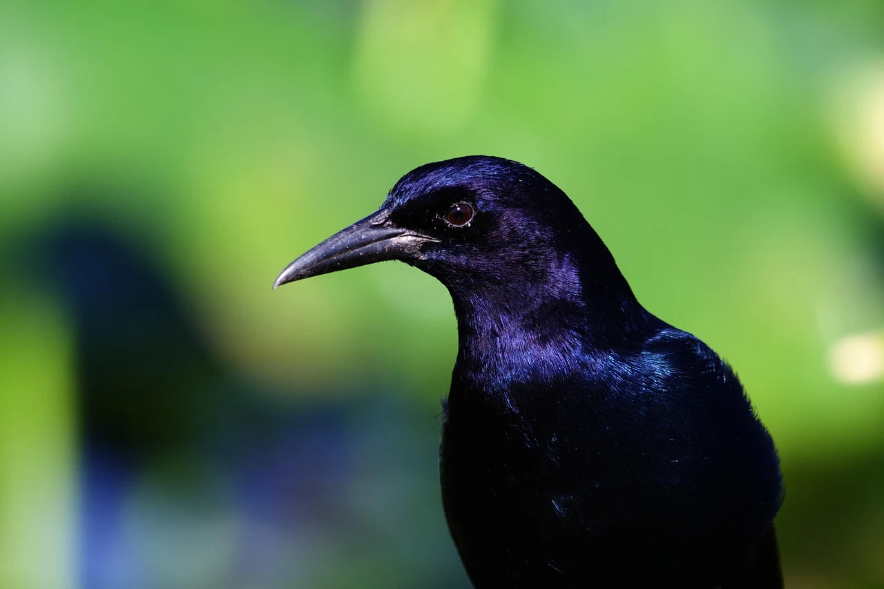 bird-7589287_1280 Boat-tailed Grackle