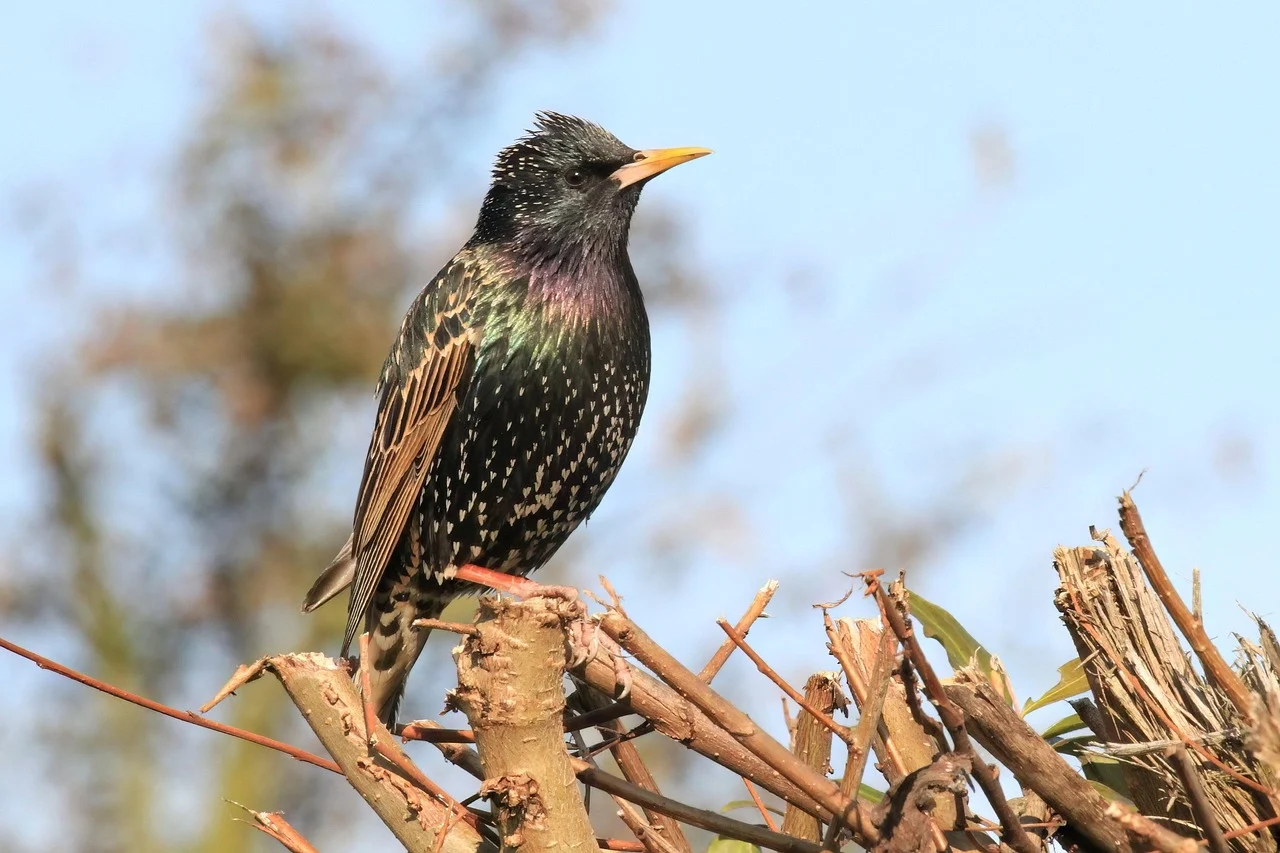 European Starling European Starling