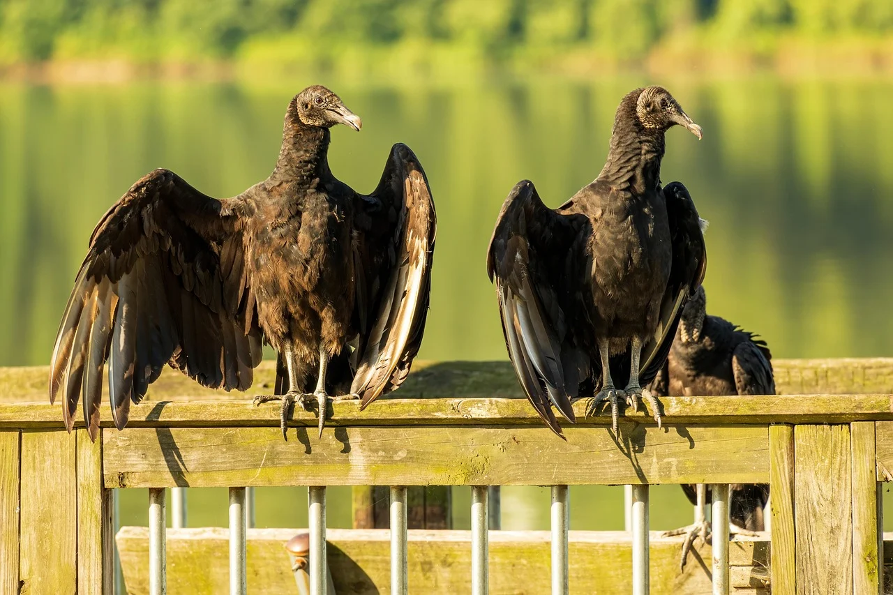 Black Vulture Black Vulture