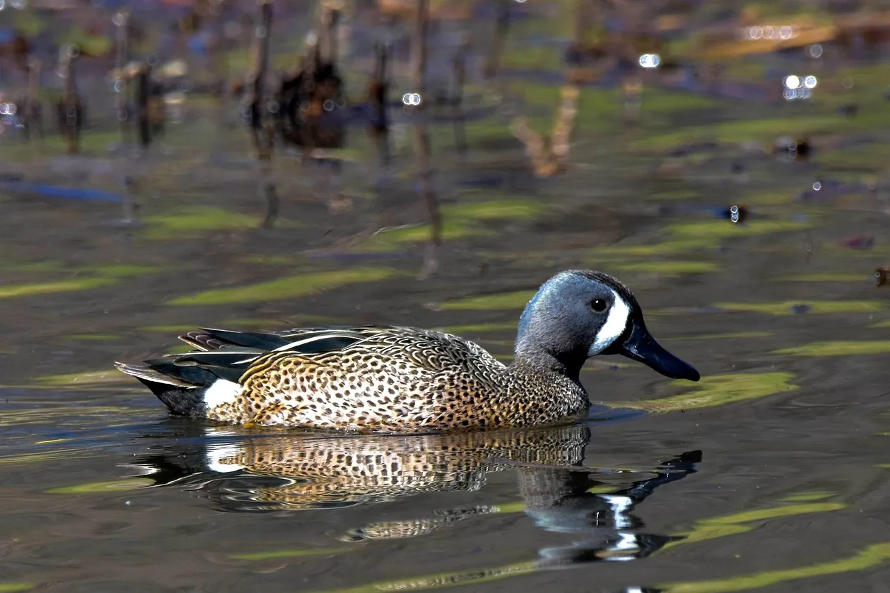 Blue-winged Teal Blue-winged Teal