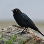 Brewer’s Blackbird Black Birds in South Carolina
