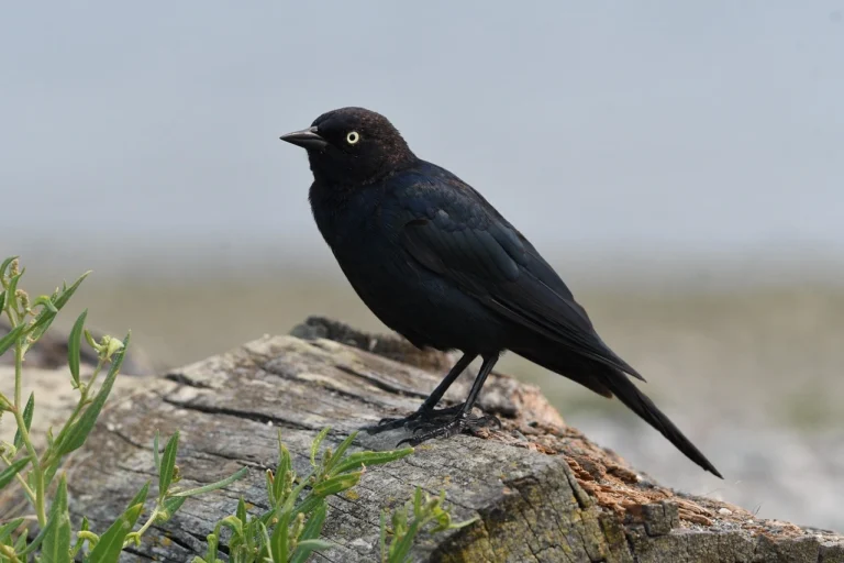 15  TYPES OF Black Birds in South Carolina
