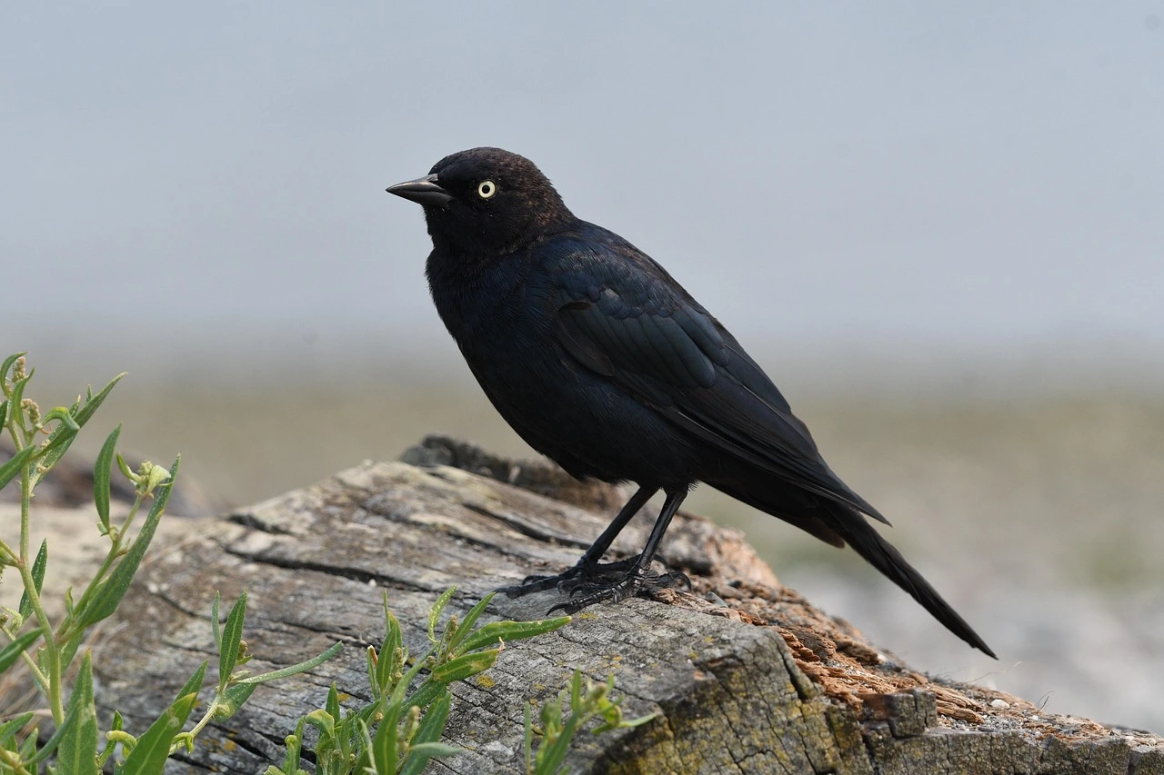 brewers-blackbird-8215850_1280