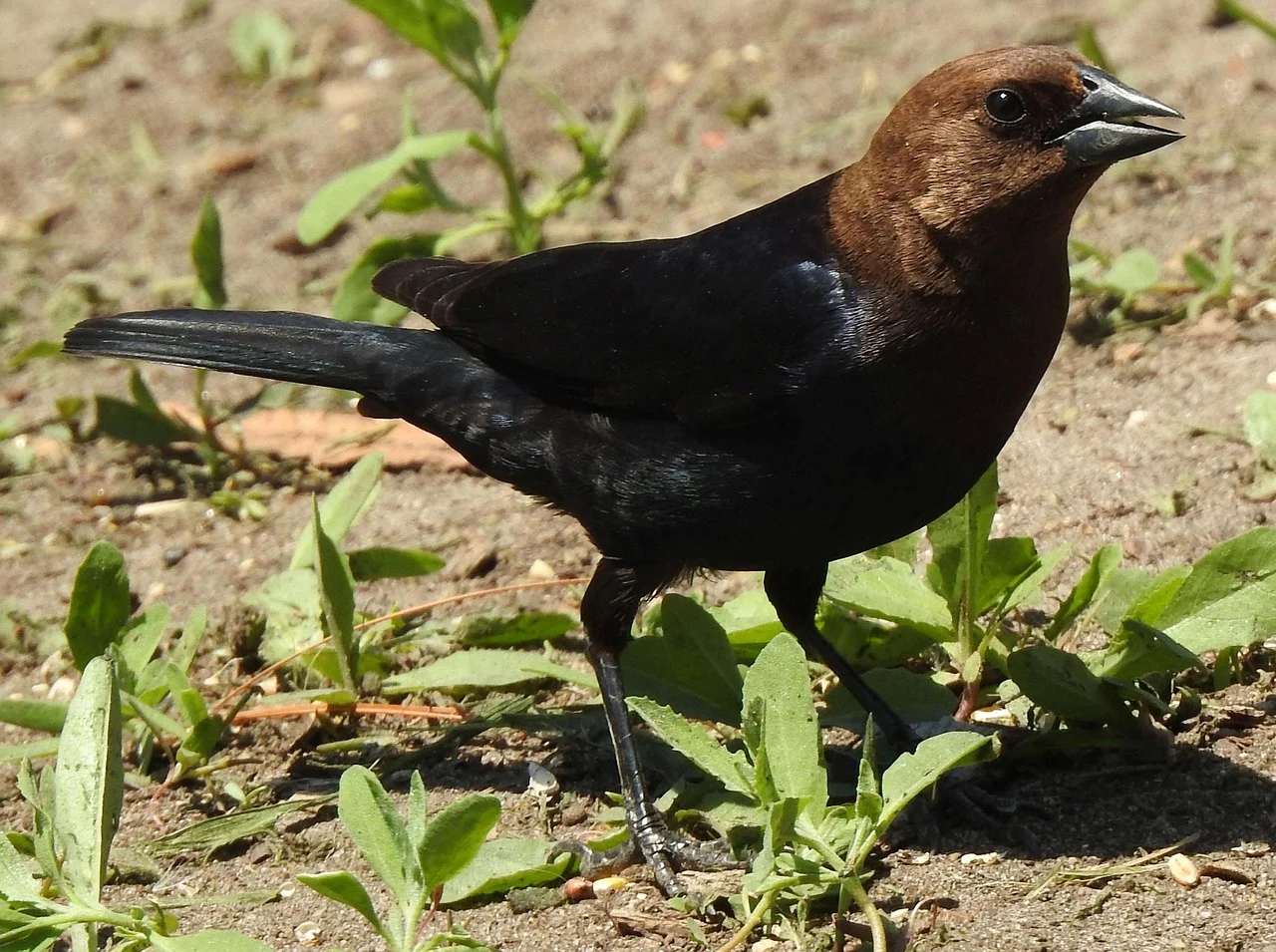 brown-headed-cowbird-5213754_1280 Brown-headed Cowbird