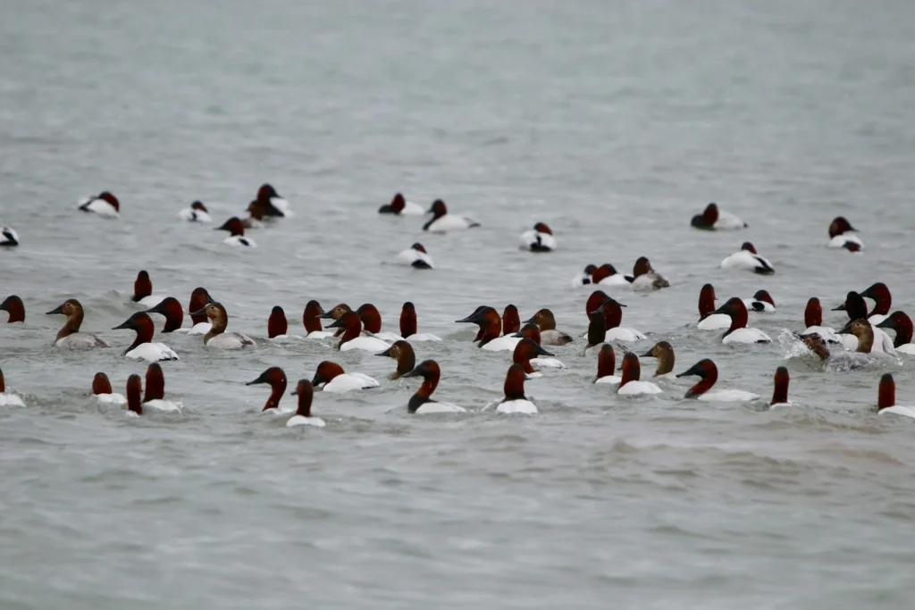 Canvasback