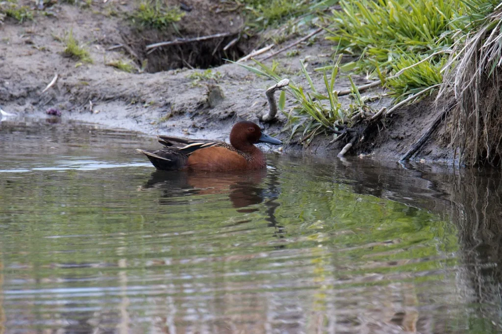 Cinnamon Teal