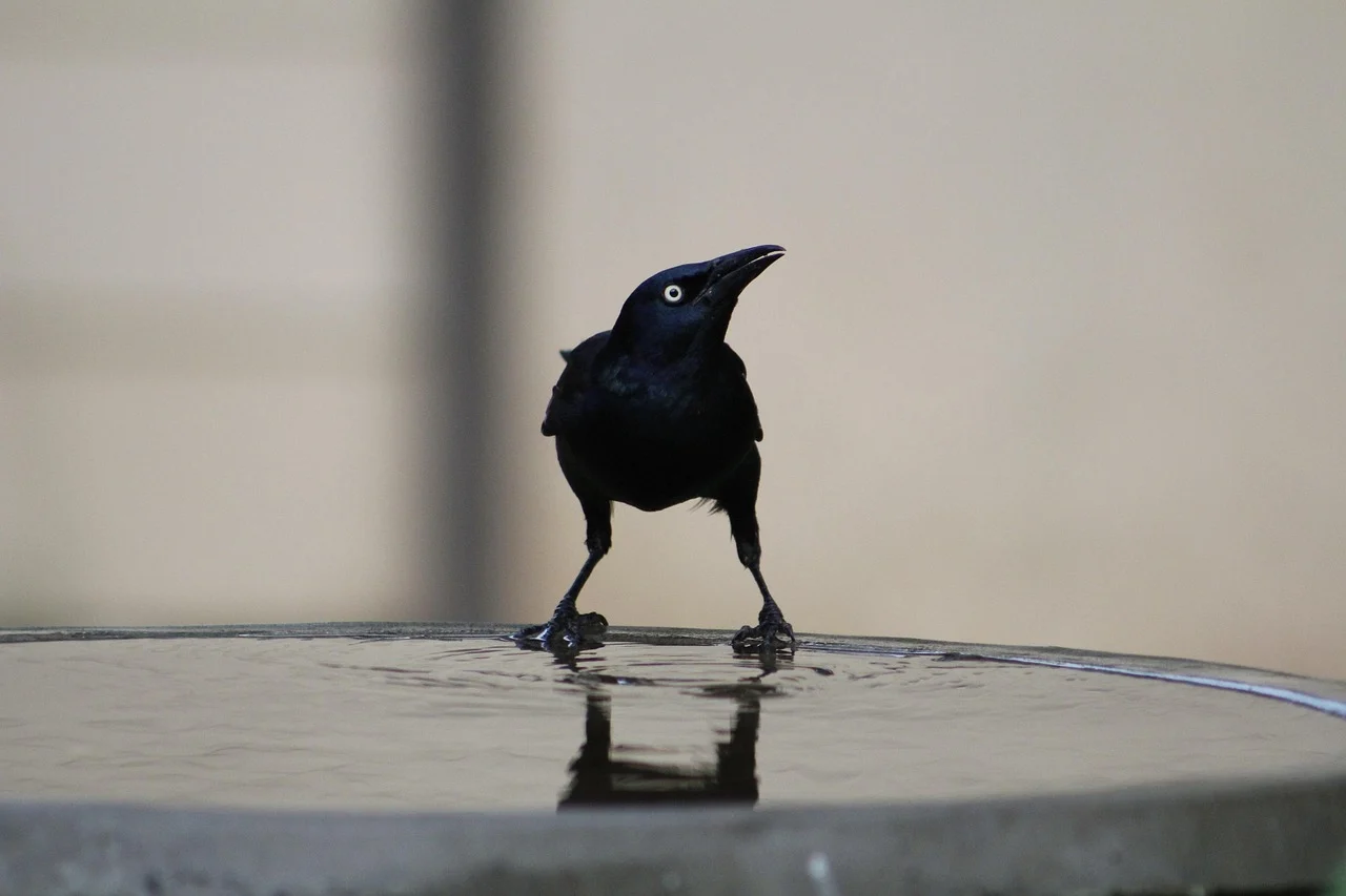 Common Grackle Common Grackle