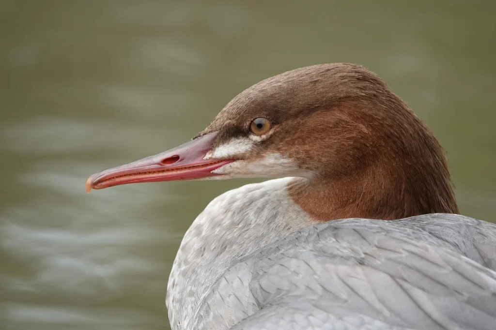 Common Merganser