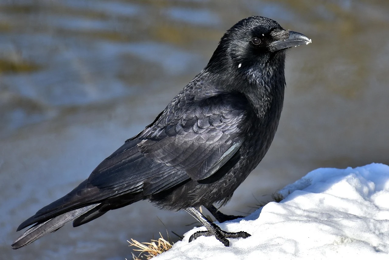 common-raven-3184260_1280 Common Raven