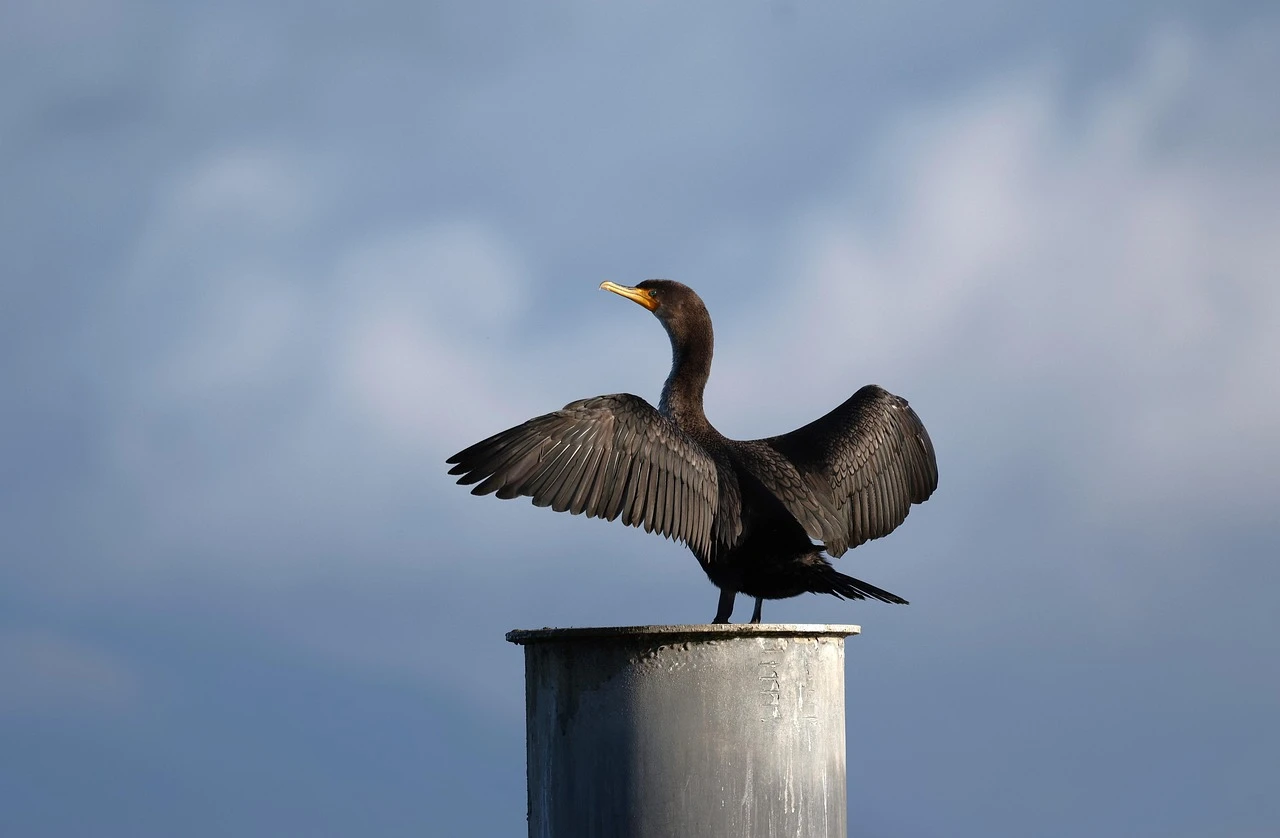 Double-crested Cormorant Double-crested Cormorant
